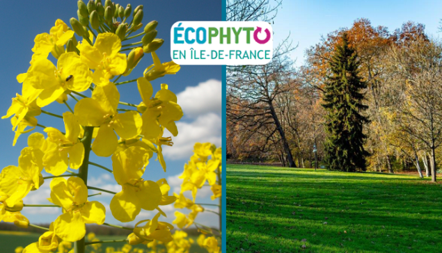 Actualités Phytosanitaire - Bilan 2024